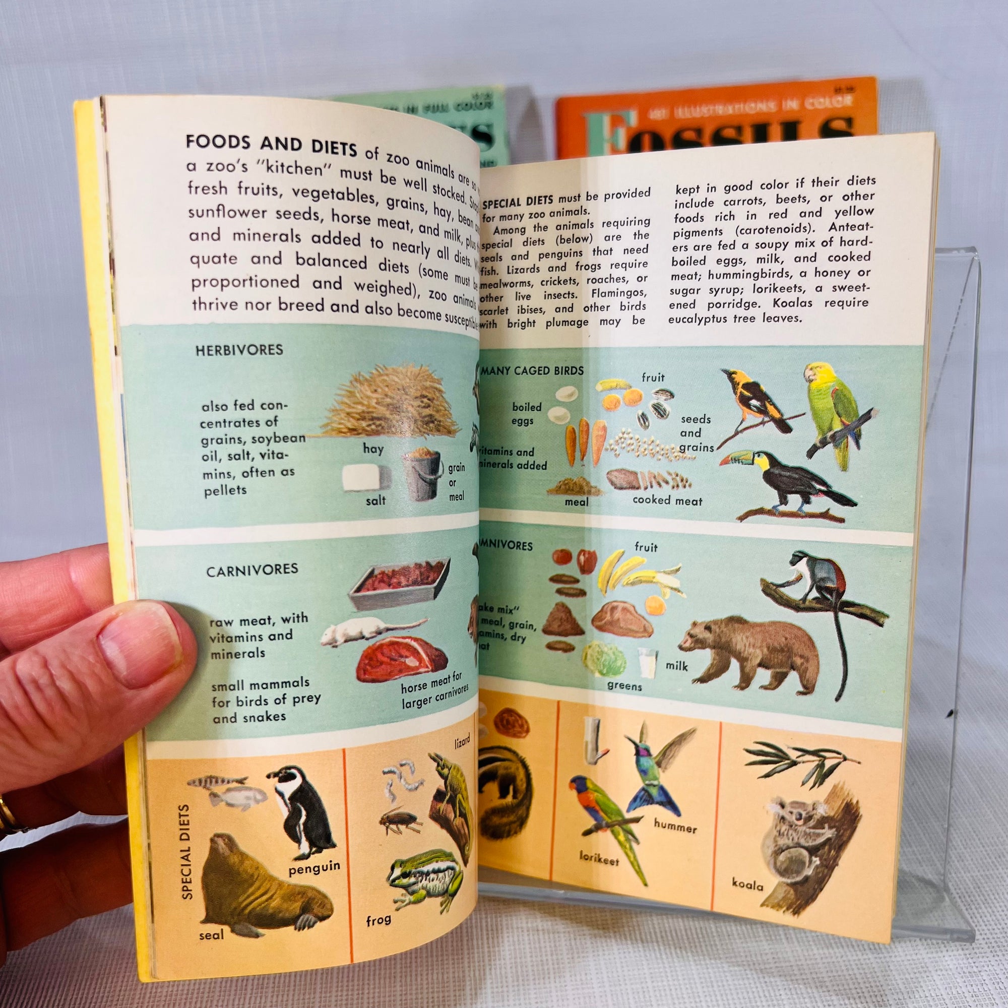 3 Golden Nature Guides Seashores (1955) Fossils (1962) & Zoo Animals (1967) Western Publishing Inc
