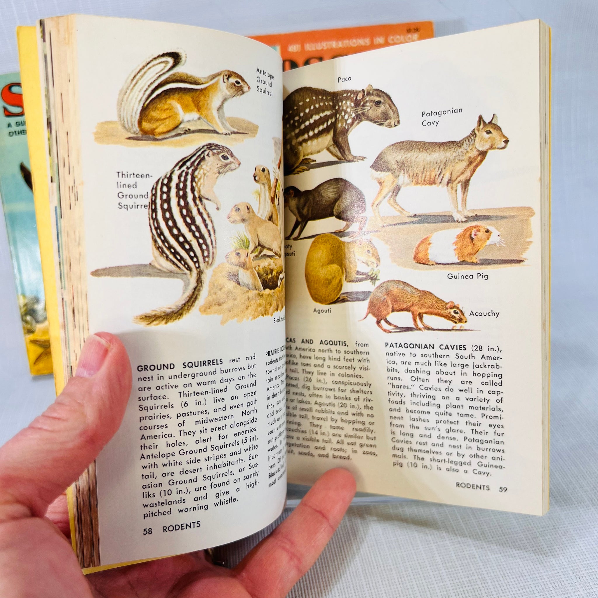 Old Nature Guide 3 Vintage Golden Nature Guides Seashores Fossils Zoo Animals Paperback ...