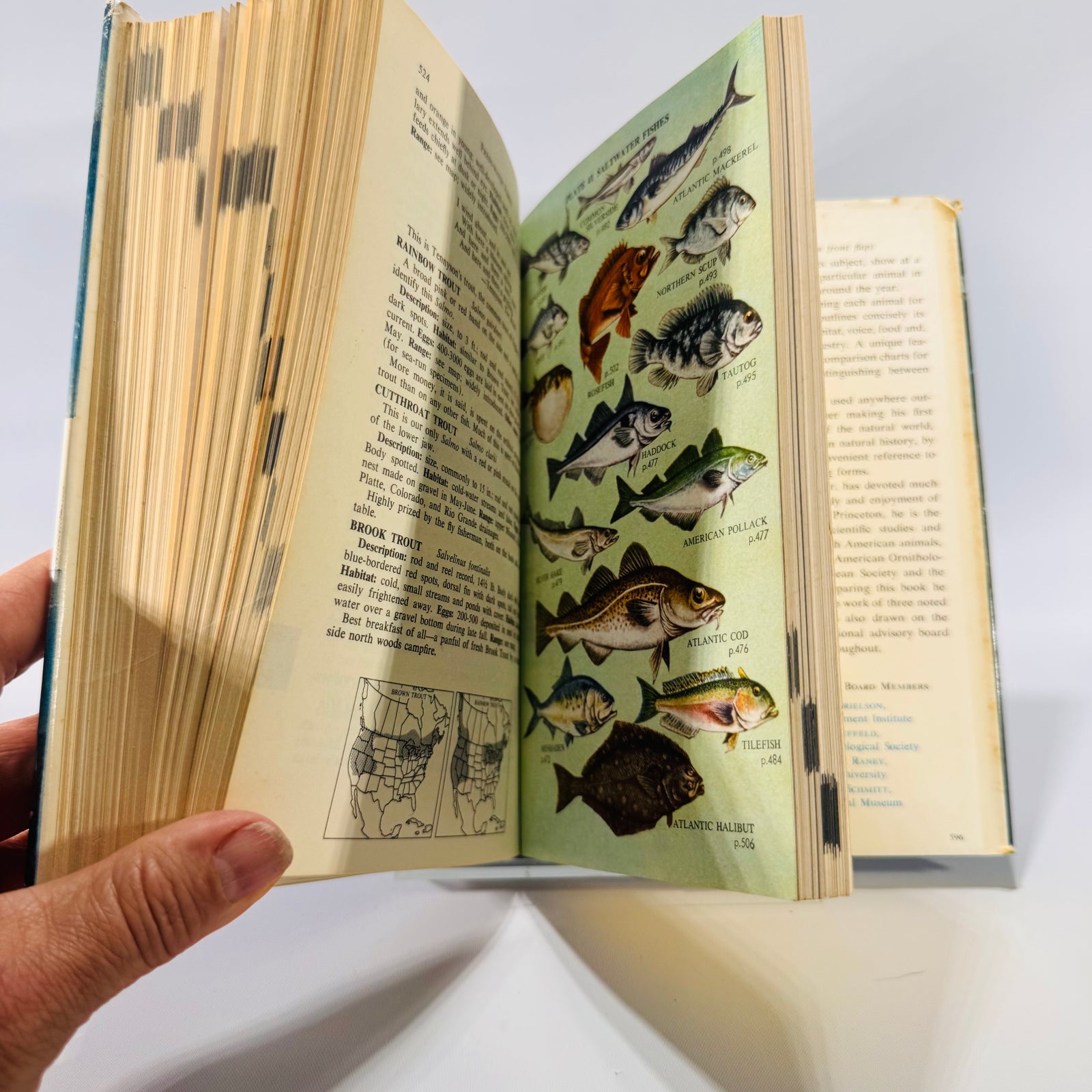 Complete Field Guide to American Wildlife by Henry Hill Collins Jr. (1959) | Vintage Nature Reference Book