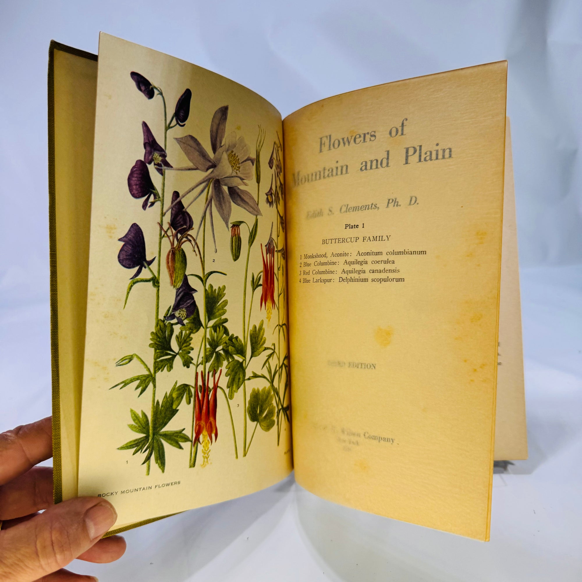 Flowers of Mountain and Plain by Edith S. Clements 1926 Vintage Wildflower Guide