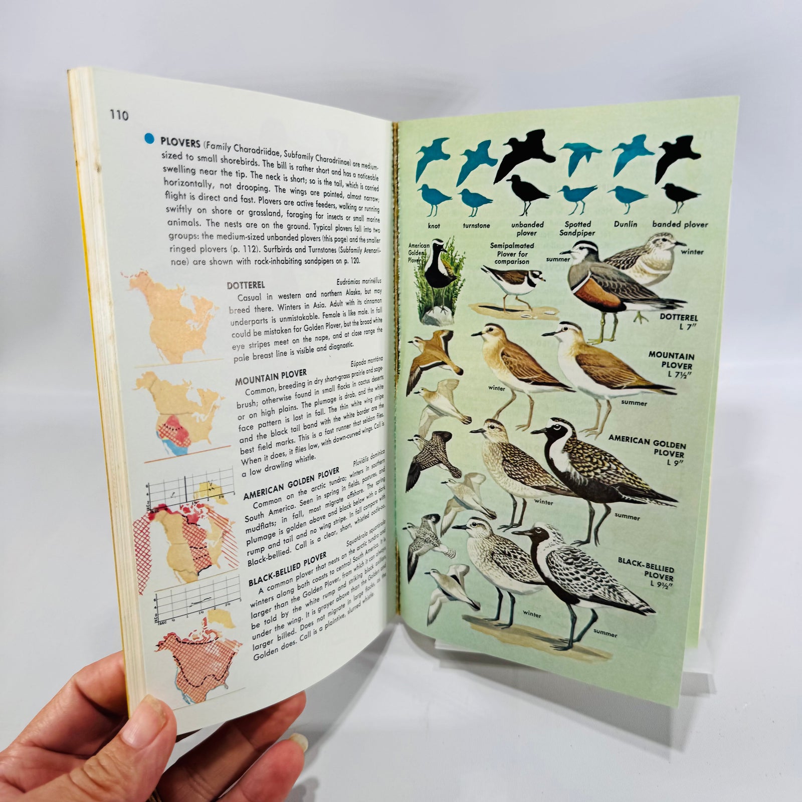 Birds of North America A Guide to Field Identification Golden Field Guide