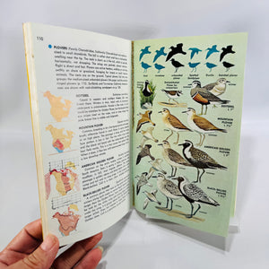 Birds of North America A Guide to Field Identification Golden Field Guide