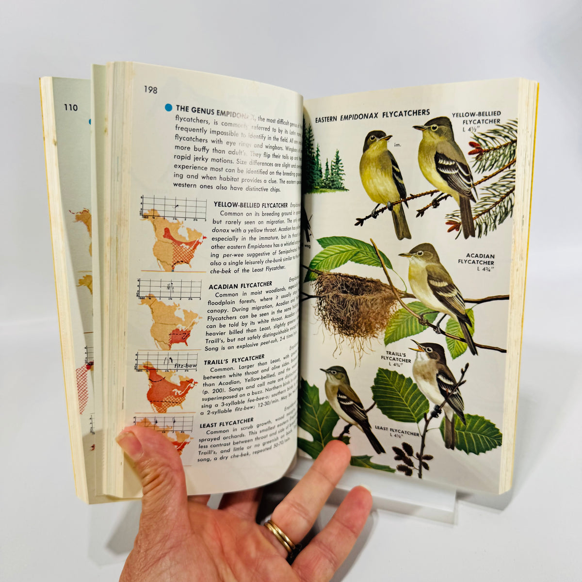 Birds of North America A Guide to Field Identification Golden Field Guide