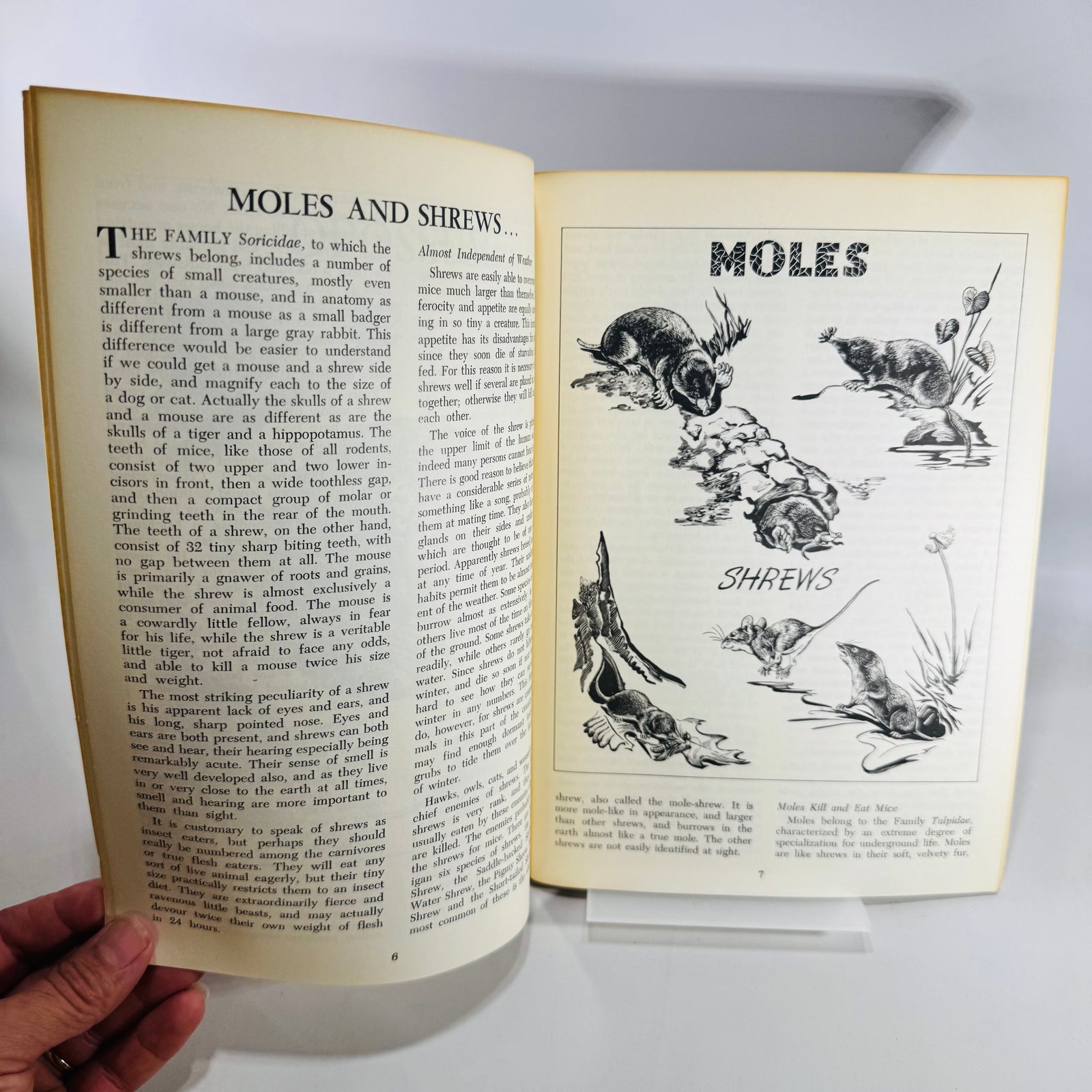 Michigan Wildlife Sketches 1972 G W Bradt Charles E Schafer DNR Native Mammals Illustrated Book