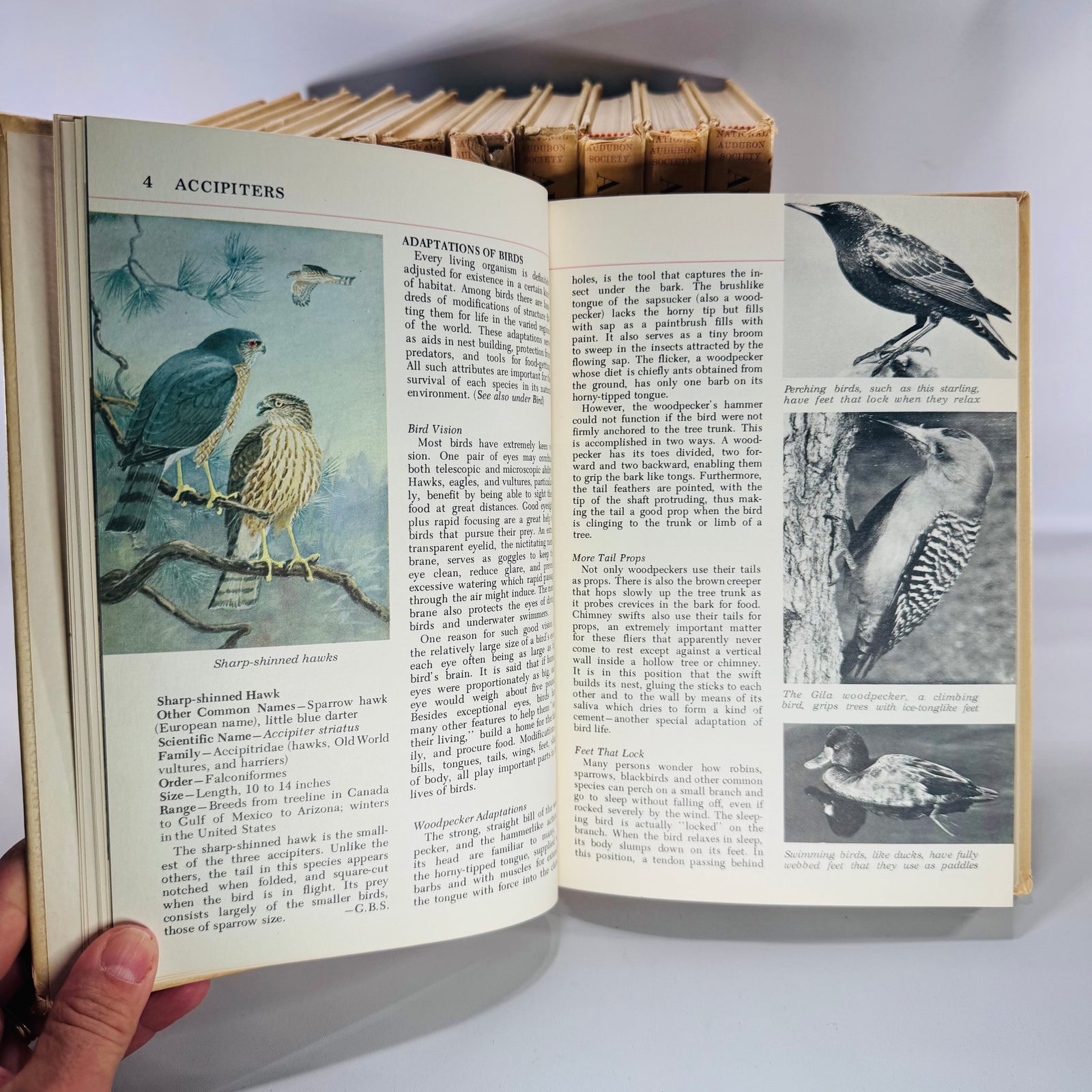 Vintage Natural History Reference (First Printing) — The Audubon Nature Encyclopedia 12-Volume Set (1964–1965) — National Audubon Society | Illustrated Wildlife + Ecology, Natural History / Wildlife Reference
