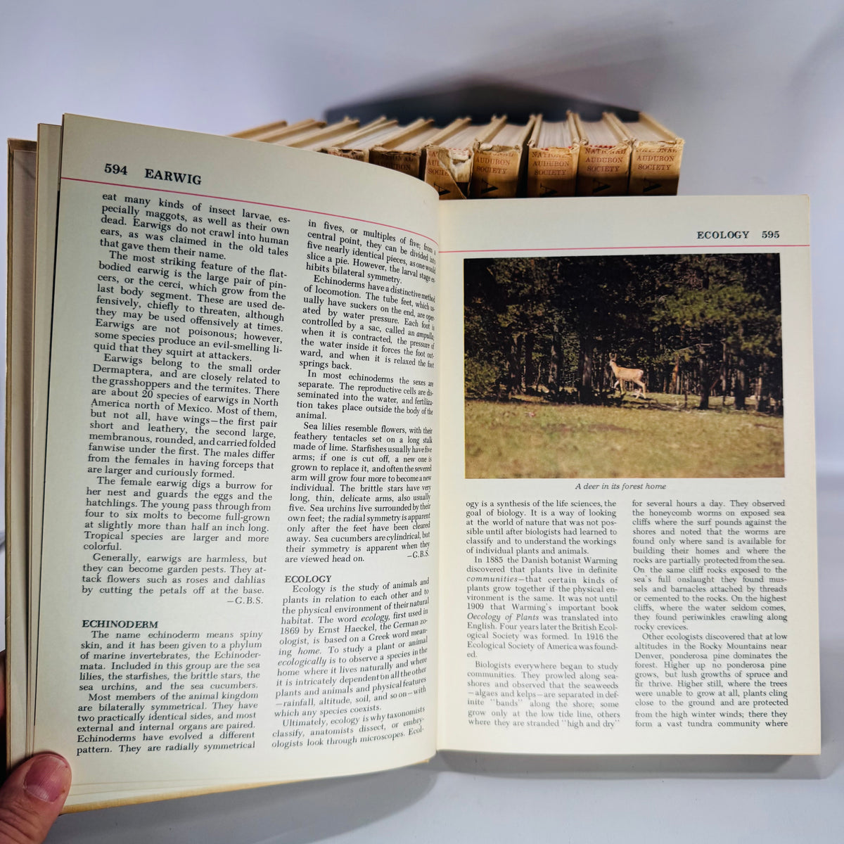 Vintage Natural History Reference (First Printing) — The Audubon Nature Encyclopedia 12-Volume Set (1964–1965) — National Audubon Society | Illustrated Wildlife + Ecology, Natural History / Wildlife Reference