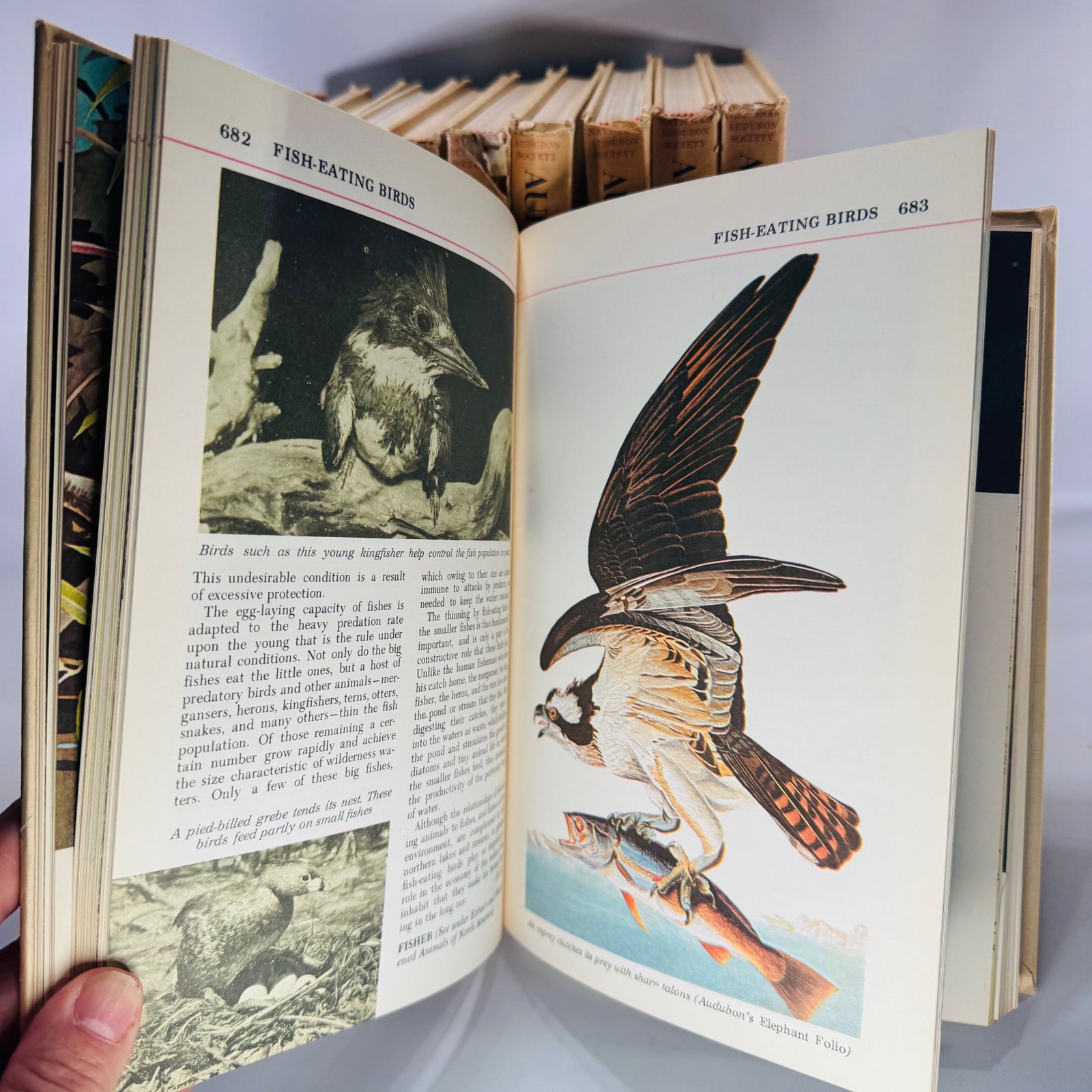 Vintage Natural History Reference (First Printing) — The Audubon Nature Encyclopedia 12-Volume Set (1964–1965) — National Audubon Society | Illustrated Wildlife + Ecology, Natural History / Wildlife Reference