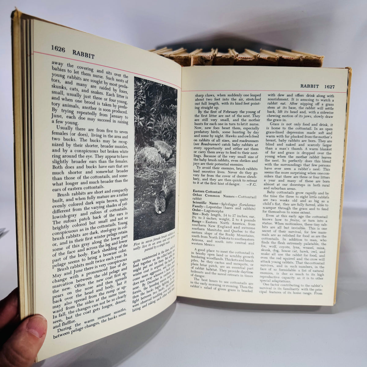 Vintage Natural History Reference (First Printing) — The Audubon Nature Encyclopedia 12-Volume Set (1964–1965) — National Audubon Society | Illustrated Wildlife + Ecology, Natural History / Wildlife Reference