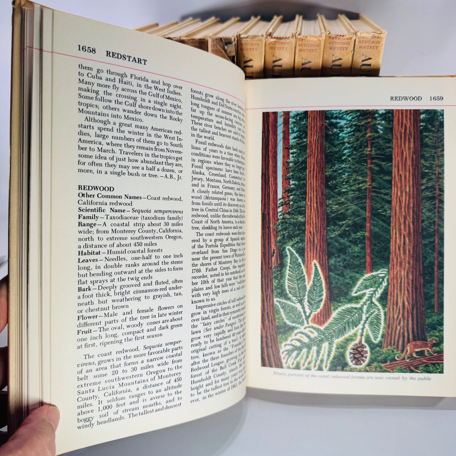 Vintage Natural History Reference (First Printing) — The Audubon Nature Encyclopedia 12-Volume Set (1964–1965) — National Audubon Society | Illustrated Wildlife + Ecology, Natural History / Wildlife Reference