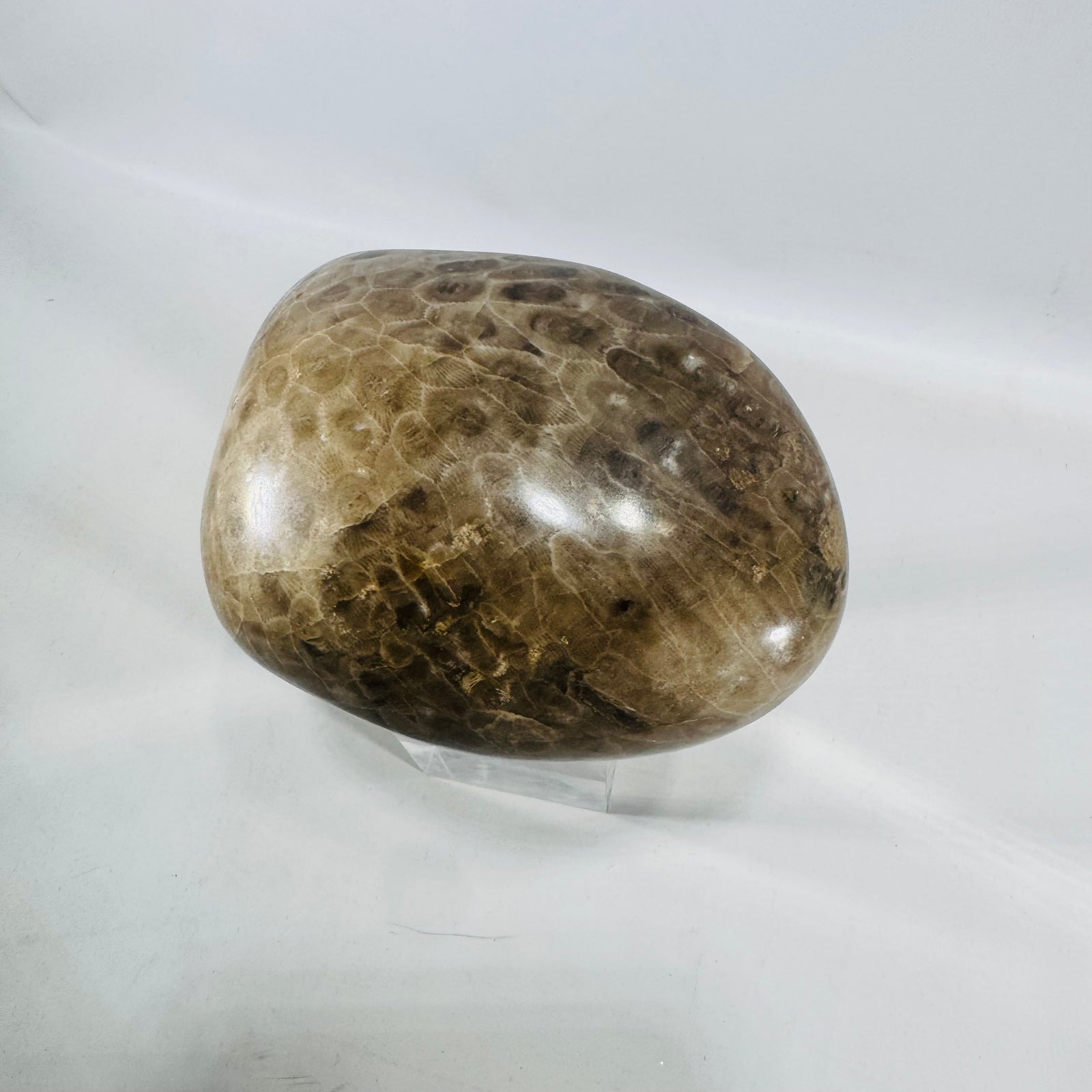 Michigan Petoskey Stone Polished 1 lb 10 oz Fossil Coral Display Specimen 4 Inch