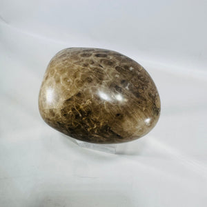 Michigan Petoskey Stone Polished 1 lb 10 oz Fossil Coral Display Specimen 4 Inch