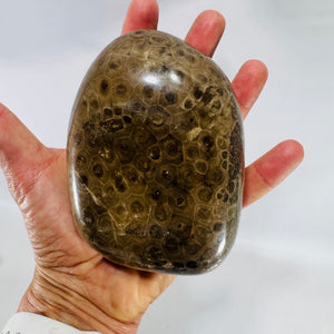 Michigan Petoskey Stone Polished 1 lb 10 oz Fossil Coral Display Specimen 4 Inch