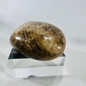 Michigan Petoskey Stone Polished 1 lb 10 oz Fossil Coral Display Specimen 4 Inch