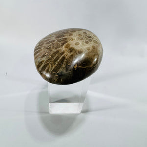 Petoskey Stone Polished Fossil Coral 4 Inch Michigan Hexagonaria Devonian Specimen
