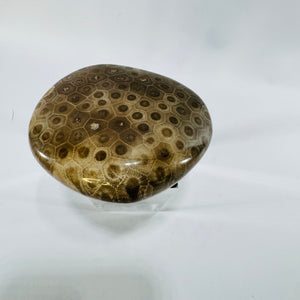 Petoskey Stone Polished Fossil Coral 4 Inch Michigan Hexagonaria Devonian Specimen