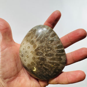 Petoskey Stone Polished Fossil Coral 4 Inch Michigan Hexagonaria Devonian Specimen