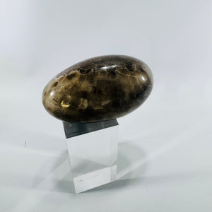 Polished Petoskey Stone Michigan Hexagonaria Fossil Coral Large 4 Inch Display Specimen