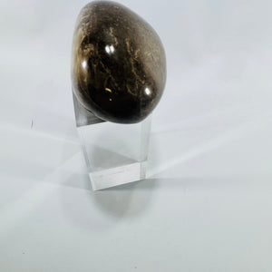 Polished Petoskey Stone Michigan Hexagonaria Fossil Coral Large 4 Inch Display Specimen