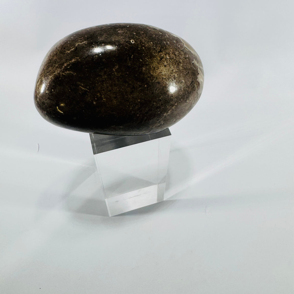 Polished Petoskey Stone Michigan Hexagonaria Fossil Coral Large 4 Inch Display Specimen