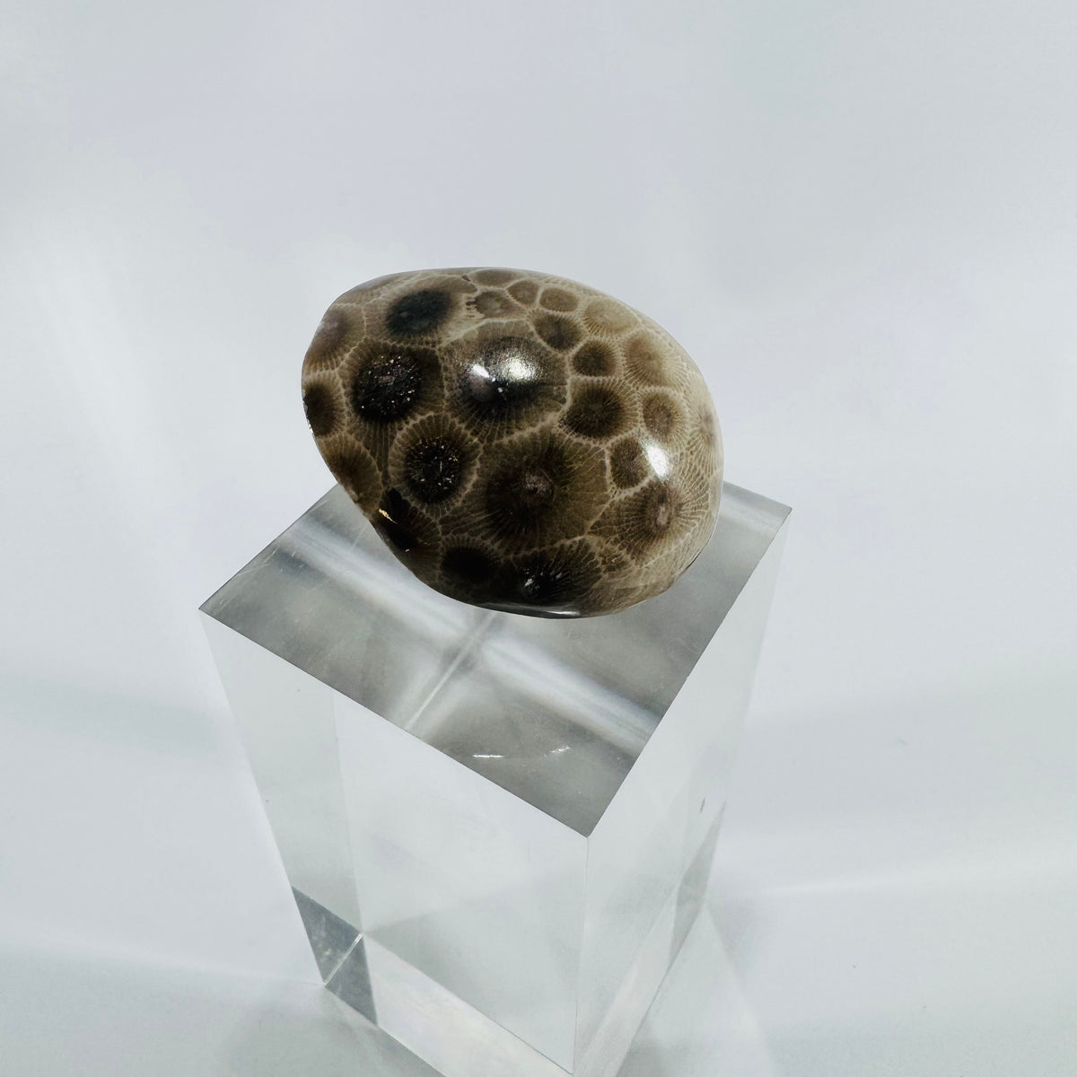 Petoskey Stone Michigan Fossil Coral Hexagonaria Partially Polished 2 Inch Specimen