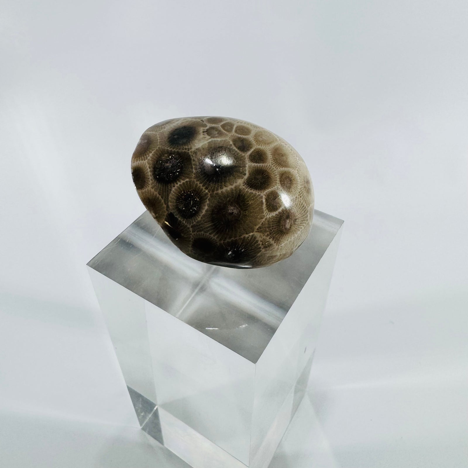 Petoskey Stone Michigan Fossil Coral Hexagonaria Partially Polished 2 Inch Specimen