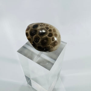 Petoskey Stone Michigan Fossil Coral Hexagonaria Partially Polished 2 Inch Specimen