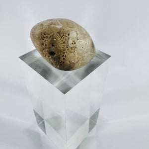 Petoskey Stone Michigan Fossil Coral Hexagonaria Partially Polished 2 Inch Specimen