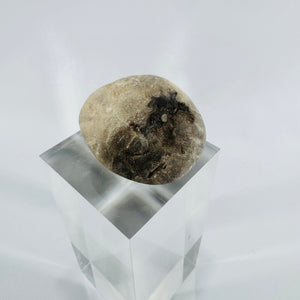 Petoskey Stone Michigan Fossil Coral Hexagonaria Partially Polished 2 Inch Specimen