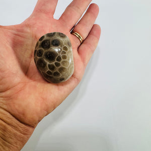 Petoskey Stone Michigan Fossil Coral Hexagonaria Partially Polished 2 Inch Specimen