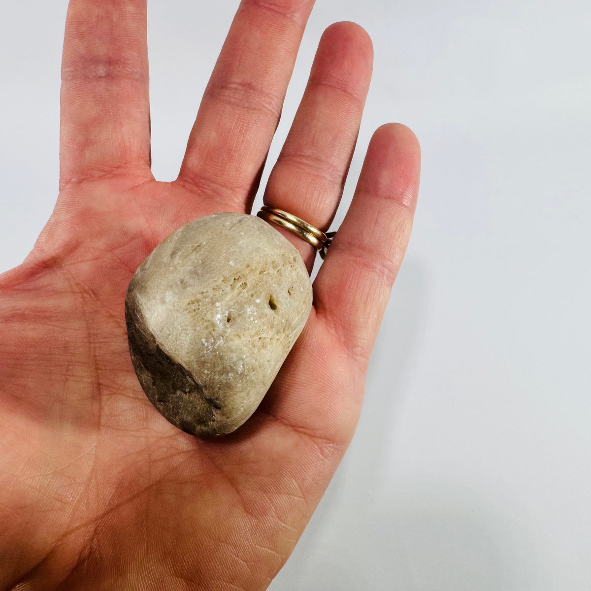 Petoskey Stone Michigan Fossil Coral Hexagonaria Partially Polished 2 Inch Specimen