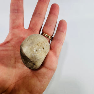 Petoskey Stone Michigan Fossil Coral Hexagonaria Partially Polished 2 Inch Specimen