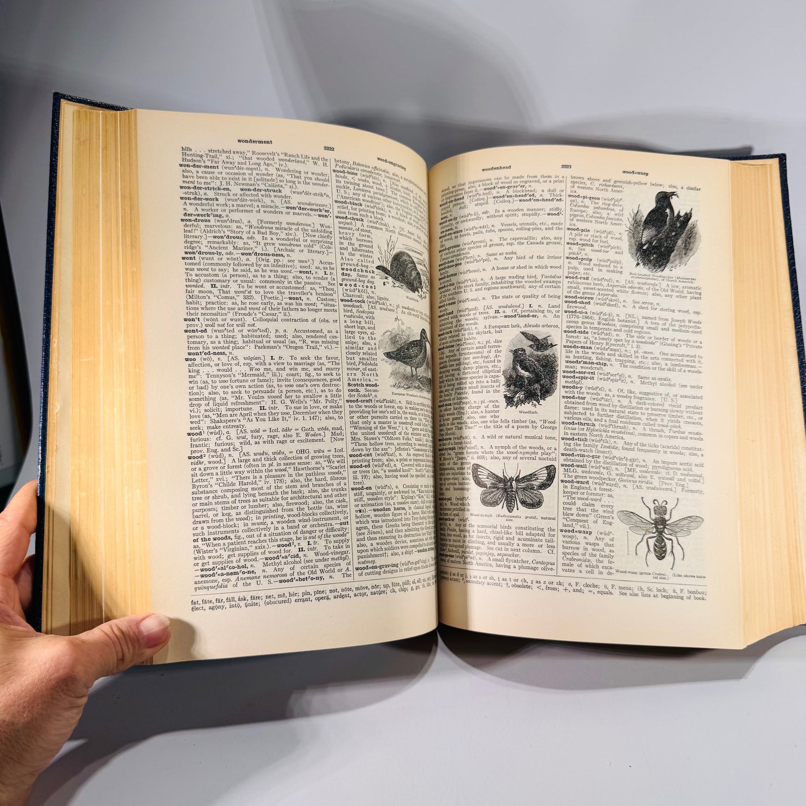 The New Century Dictionary: Volume Three (1934) | Stone-Blind to Zymurgy & Supplements | Illustrated Language Reference