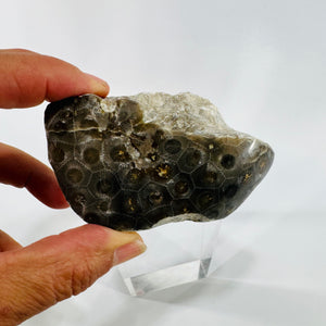 Moroccan Fossil Coral Polished Display Specimen Dark Matrix Natural Stone