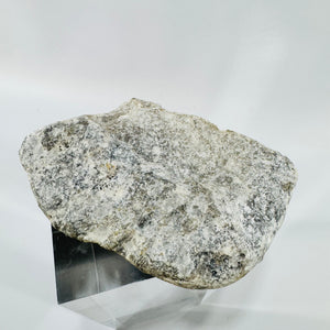 Moroccan Fossil Coral Polished Display Specimen Dark Matrix Natural Stone