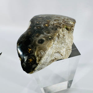 Moroccan Fossil Coral Polished Display Specimen Dark Matrix Natural Stone