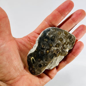 Moroccan Fossil Coral Polished Display Specimen Dark Matrix Natural Stone