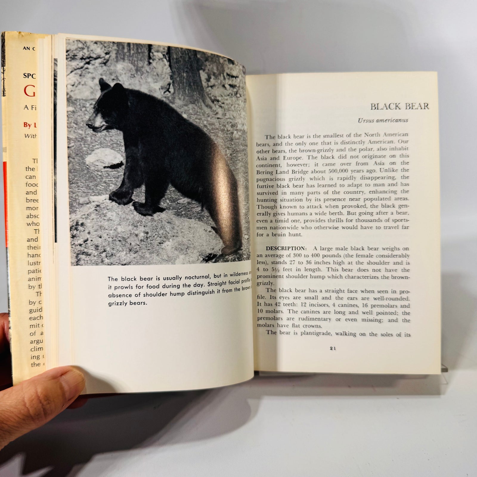 Sportsman's Guide to Game Animals by Leonard Lee Rue III | 1971 Outdoor Life Book | Vintage Field Guide | Wildlife Photography | Hardcover DJ