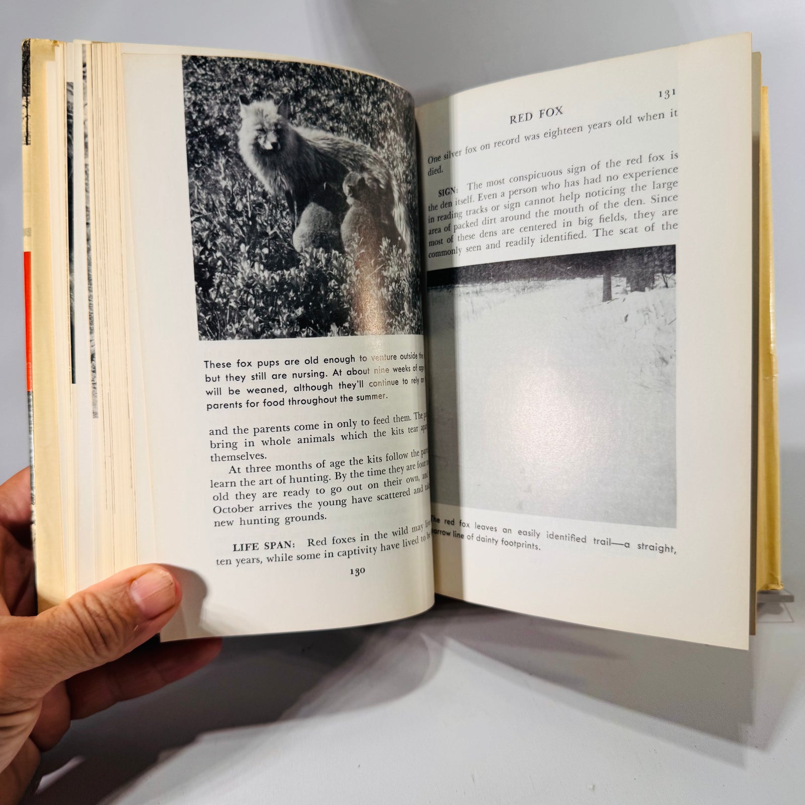 Sportsman's Guide to Game Animals by Leonard Lee Rue III | 1971 Outdoor Life Book | Vintage Field Guide | Wildlife Photography | Hardcover DJ