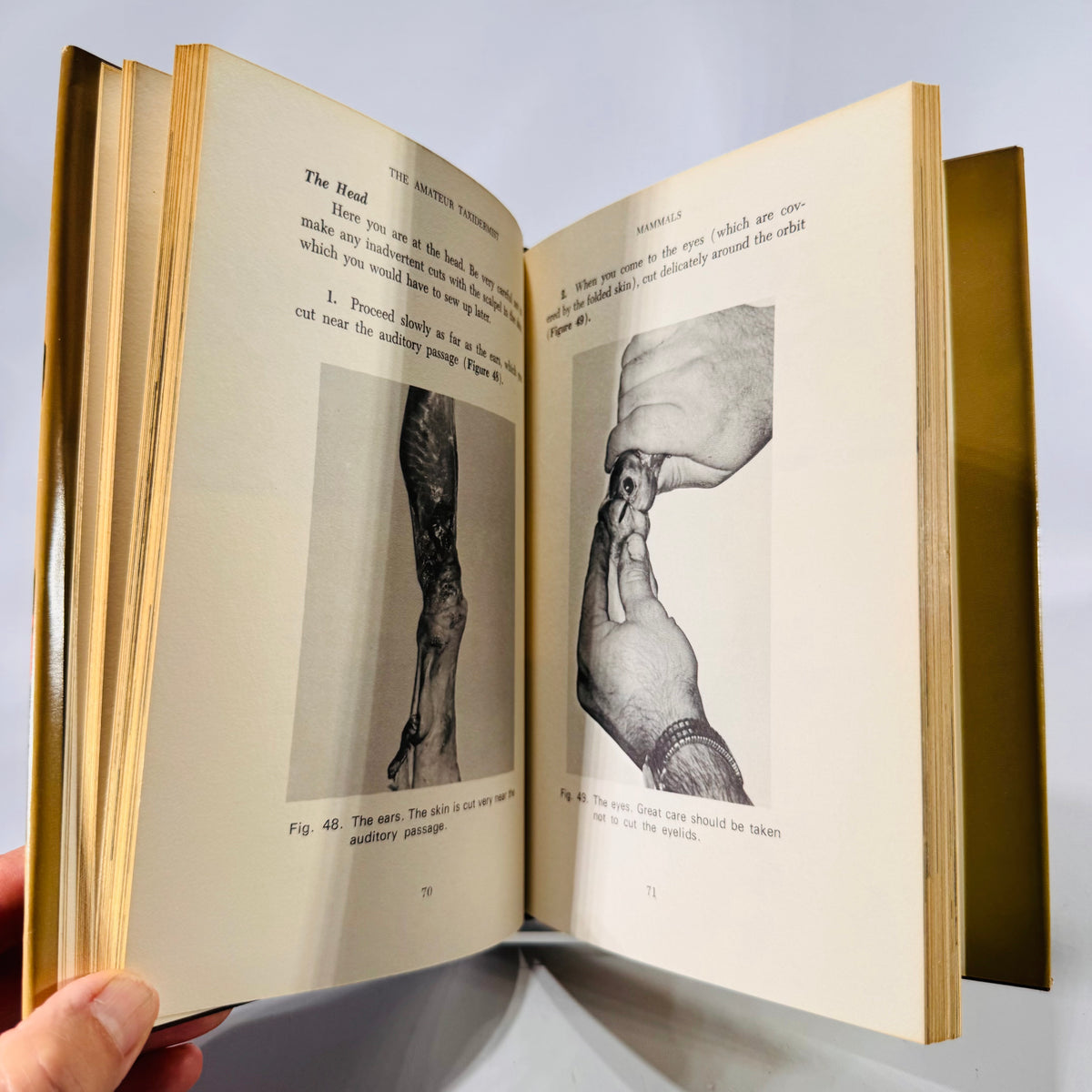 The Amateur Taxidermist by Jean Labrie (1972)