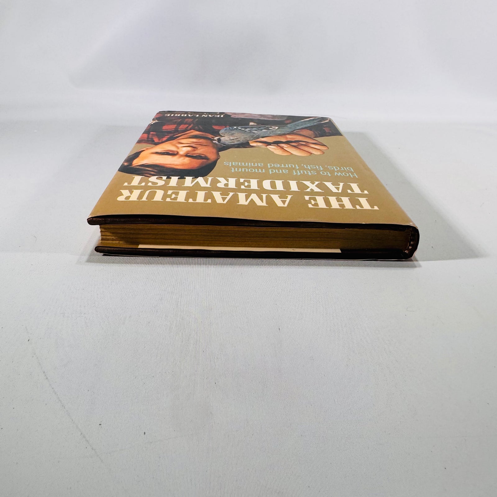 The Amateur Taxidermist by Jean Labrie (1972)