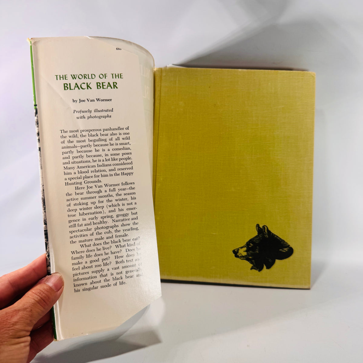 Vintage “The World of the Black Bear” Hardcover 1966 | Joe Van Wormer Wildlife Photography Book | Nature & Ecology Collector’s Edition