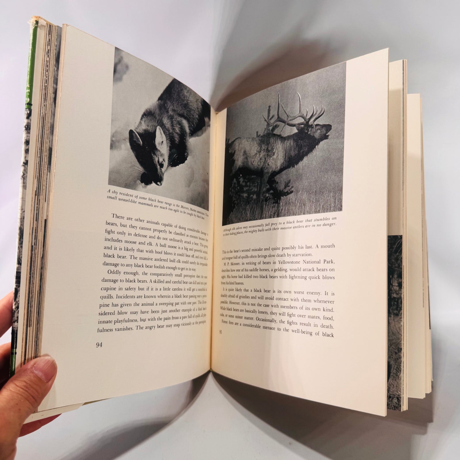 Vintage “The World of the Black Bear” Hardcover 1966 | Joe Van Wormer Wildlife Photography Book | Nature & Ecology Collector’s Edition