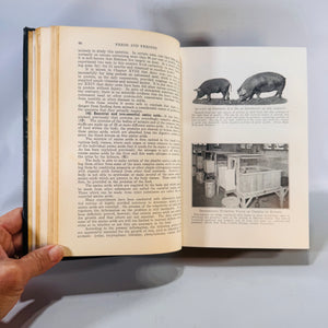 Feeds and Feeding 1941 — Morrison 20th Edition Livestock Nutrition Handbook, an authoritative reference charts, graphs, and B&W farm photos