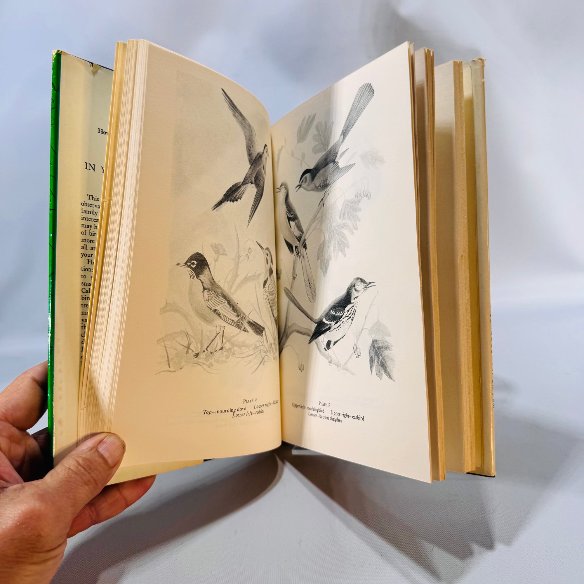 Backyard Birding Field Guide — Birds in Your Back Yard (mid-century reprint) — Ted S. Pettit | Illustrated HC w/ Dust Jacket, Nature