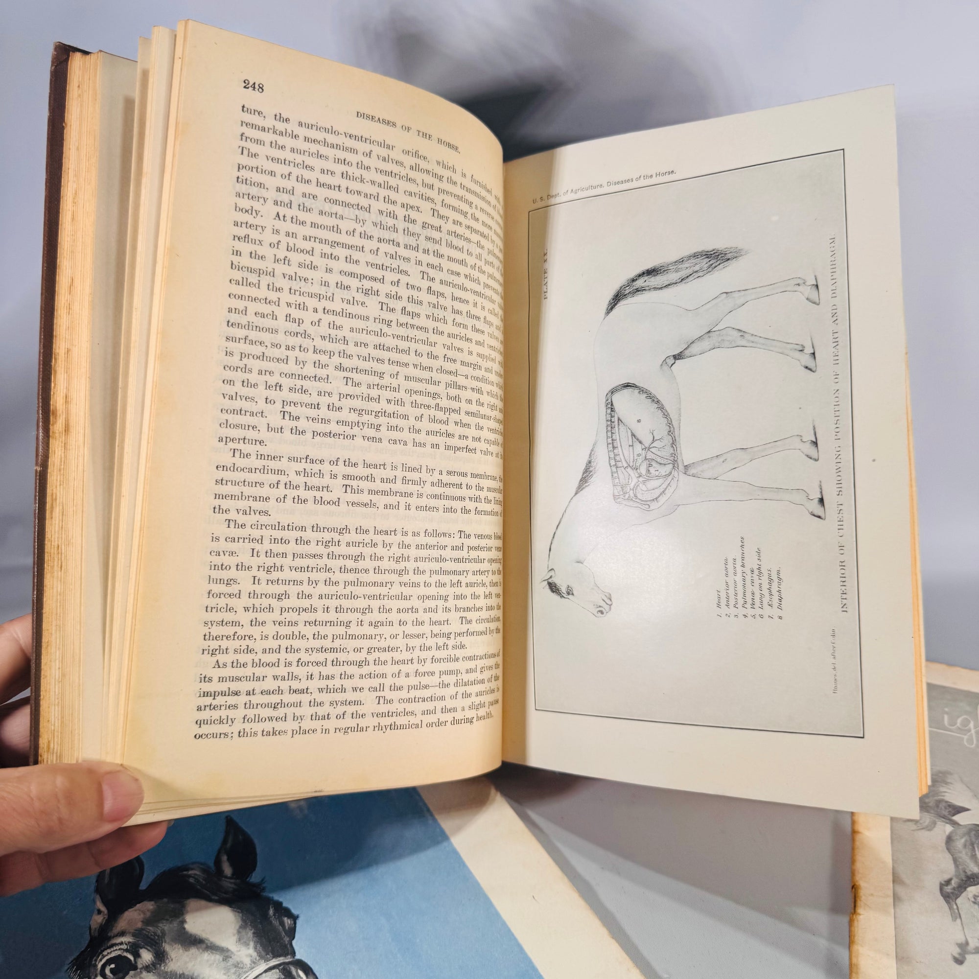 Diseases of the Horse (1923 Rev. Ed.) + Light Horses + 4-H Horse Science — USDA/US Gov. Printing Office & Ensminger | Illustrated Set, Veterinary Reference