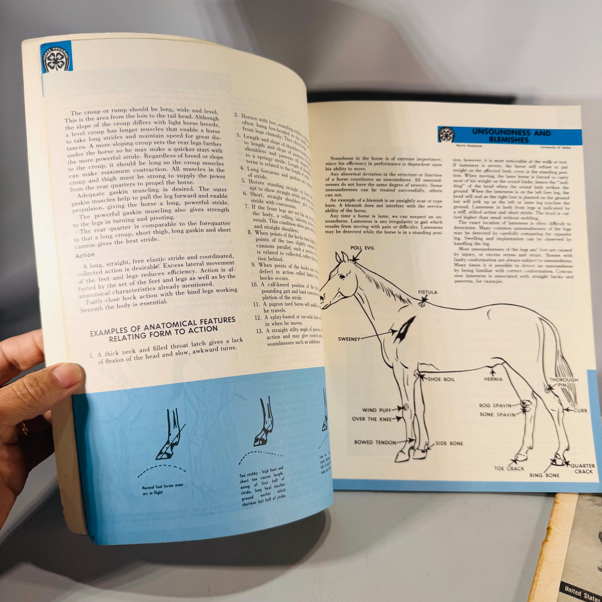 Diseases of the Horse (1923 Rev. Ed.) + Light Horses + 4-H Horse Science — USDA/US Gov. Printing Office & Ensminger | Illustrated Set, Veterinary Reference
