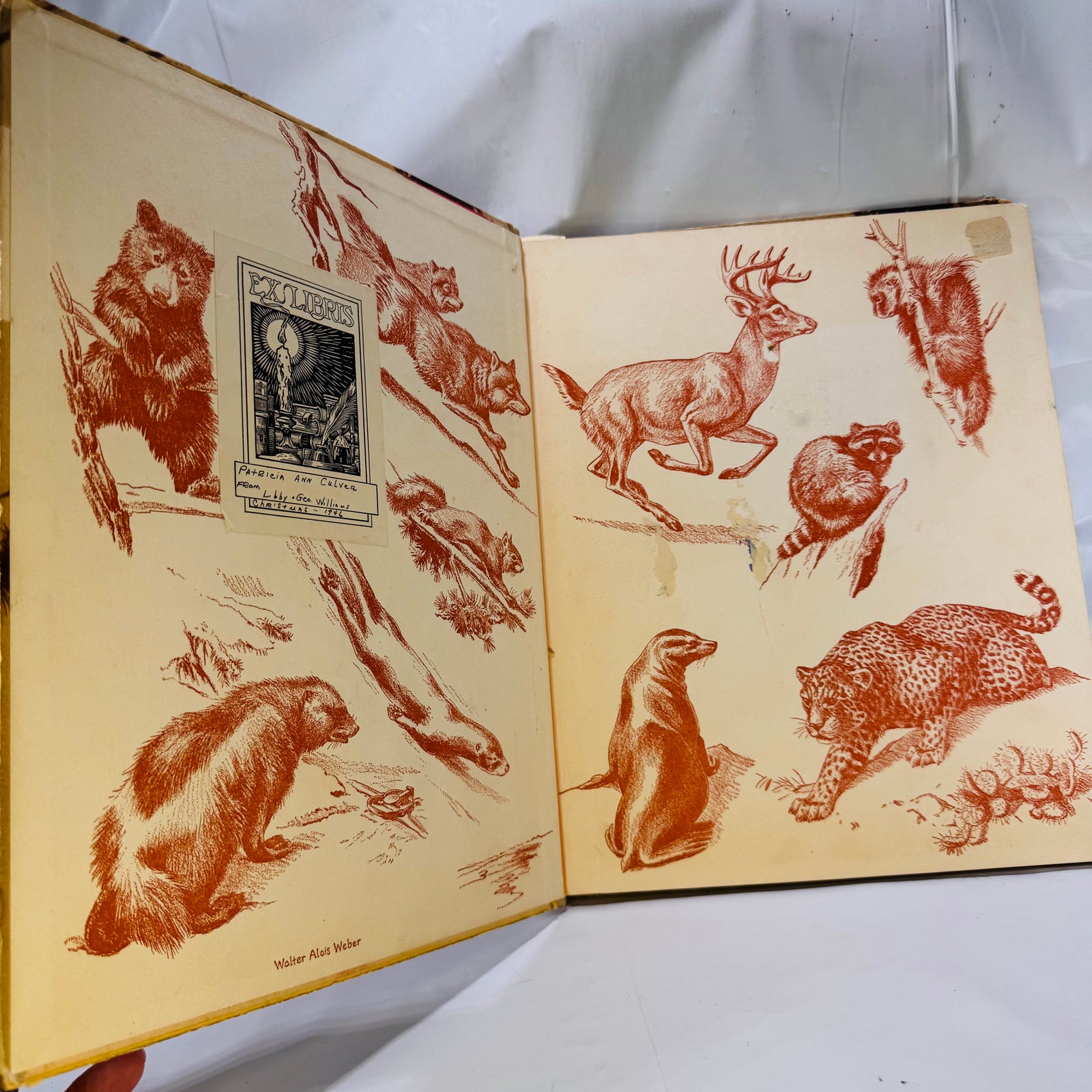 Homes and Habits of Wild Animals by Karl Patterson Schmidt (1934), M.A. Donohue & Company, Hardcover