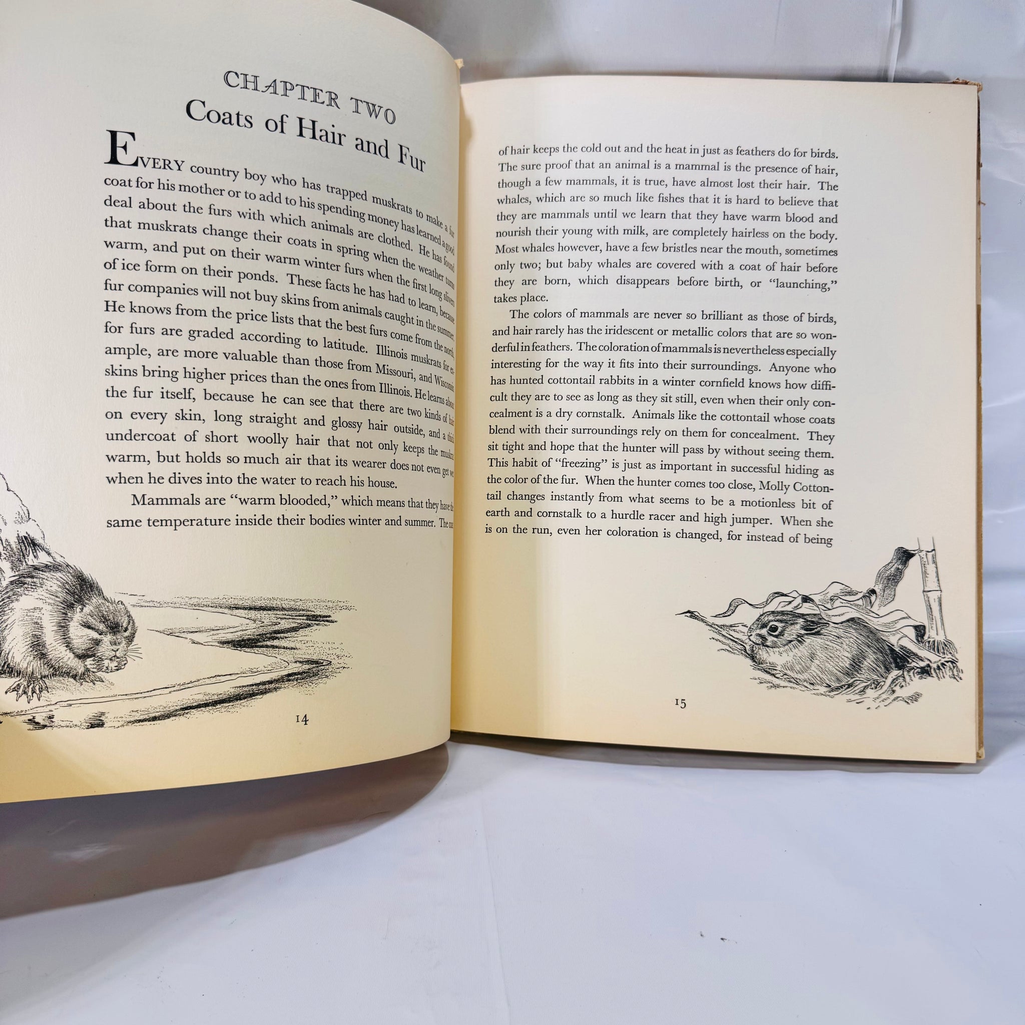 Karl Patterson Homes and Habits of Wild Animals 1934 Vintage Wildlife Illustrated ...