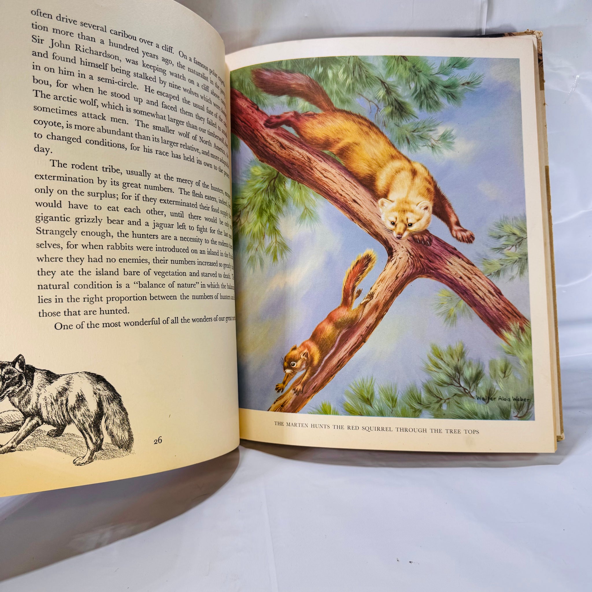 Karl Patterson Homes and Habits of Wild Animals 1934 Vintage Wildlife Illustrated ...
