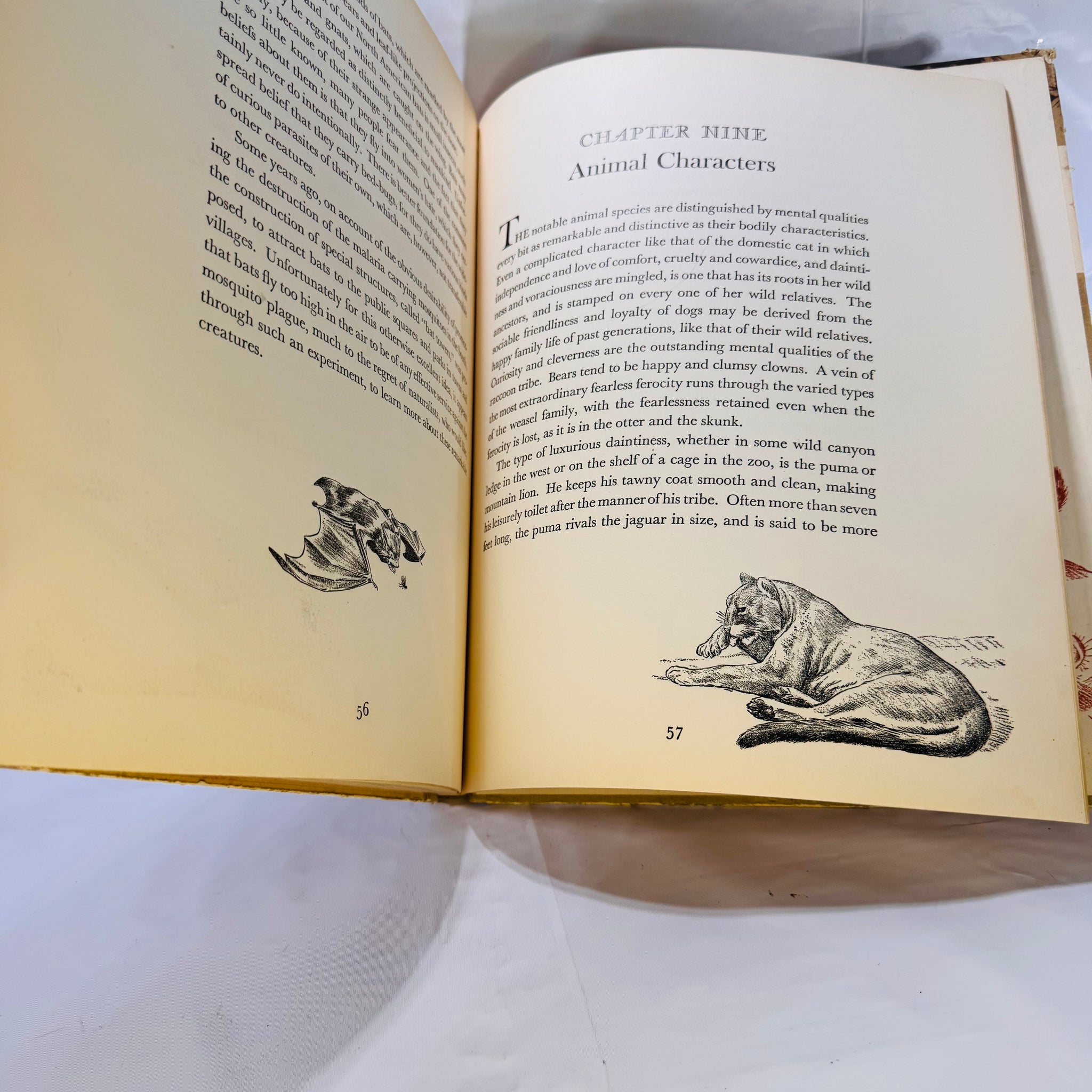 Karl Patterson Homes and Habits of Wild Animals 1934 Vintage Wildlife Illustrated ...